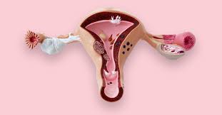 Obstetrics and gynaecology
